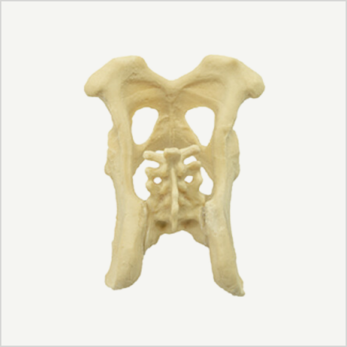 Pelvis